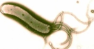 helicobacter1